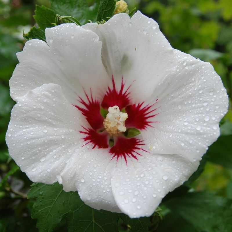 Red hibiscus deals plant