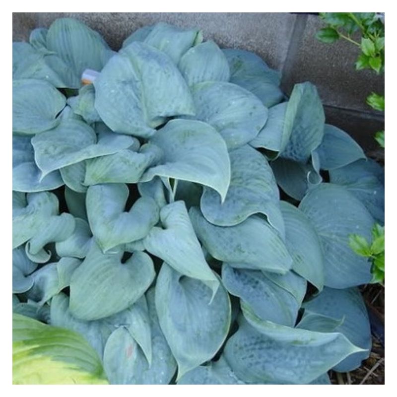 Hosta Fragrant Blue