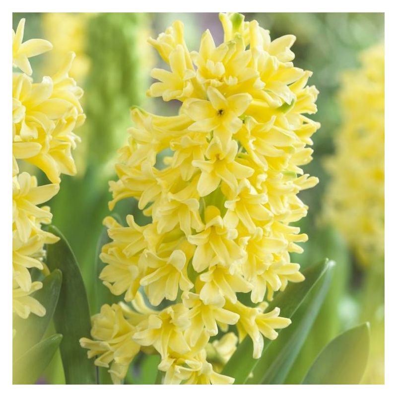 Rare Buttermilk Hyacinth Yellow Queen - Pack Of 3