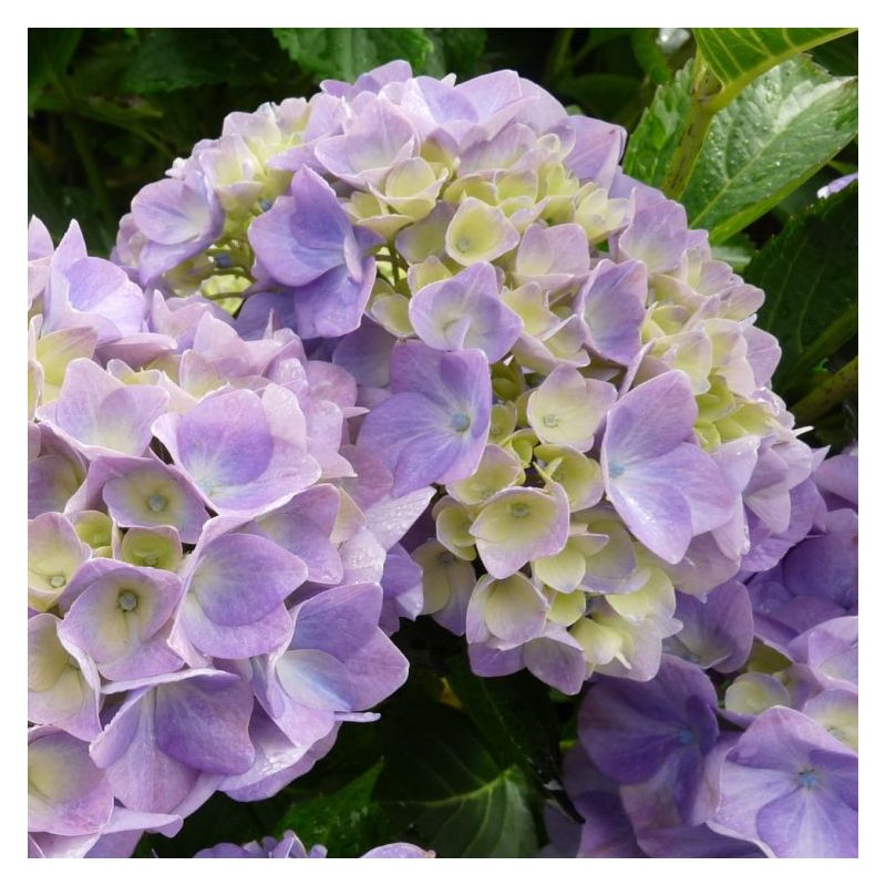 Hydrangea macrophylla Gertrude Glahn