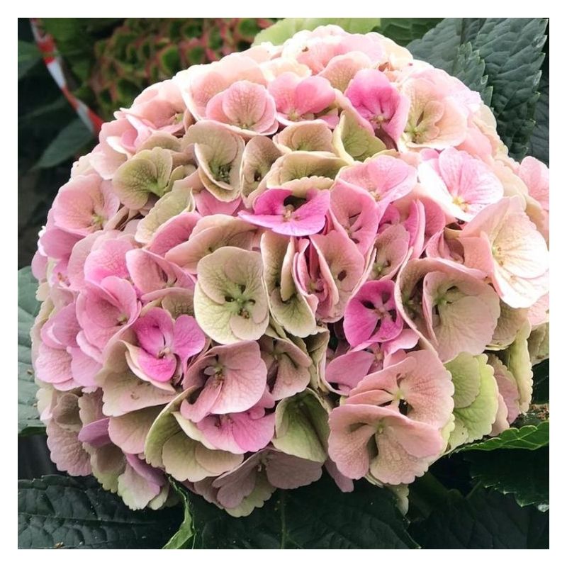 Hydrangea Lily's Blush