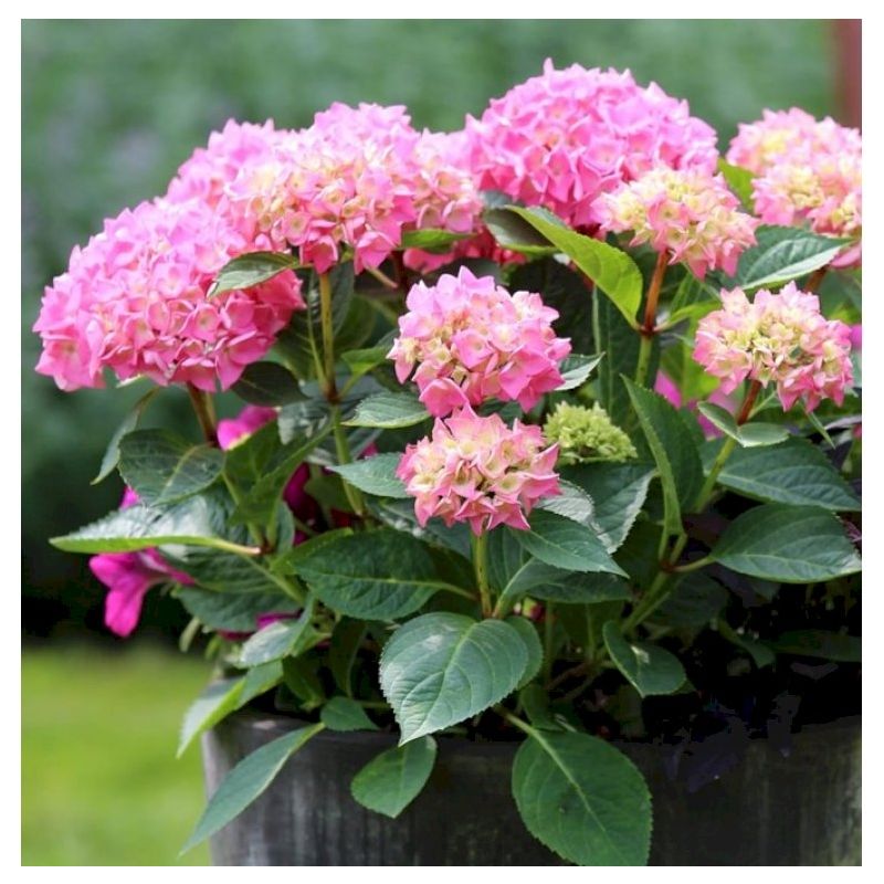 Hydrangea macrophylla Bouquet Rose