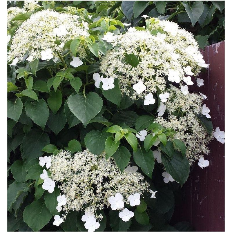 Climbing shop hydrangea uk