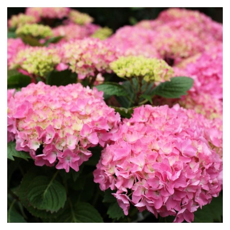 Hydrangea macrophylla Rosita - Large Flowered Mophead Hydrangea - XXXL ...