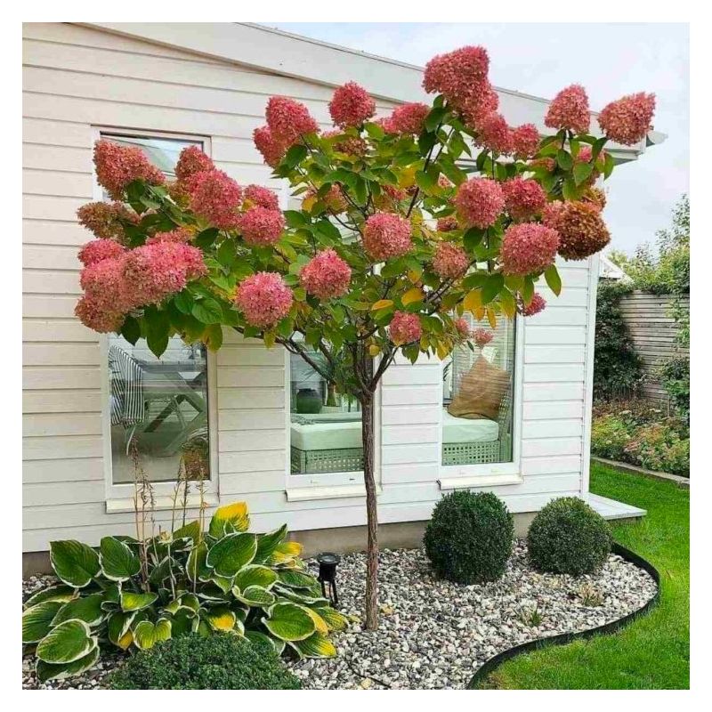 Hydrangea Grandiflora - Large Lollipop Standard Tree - circa 100-120cm