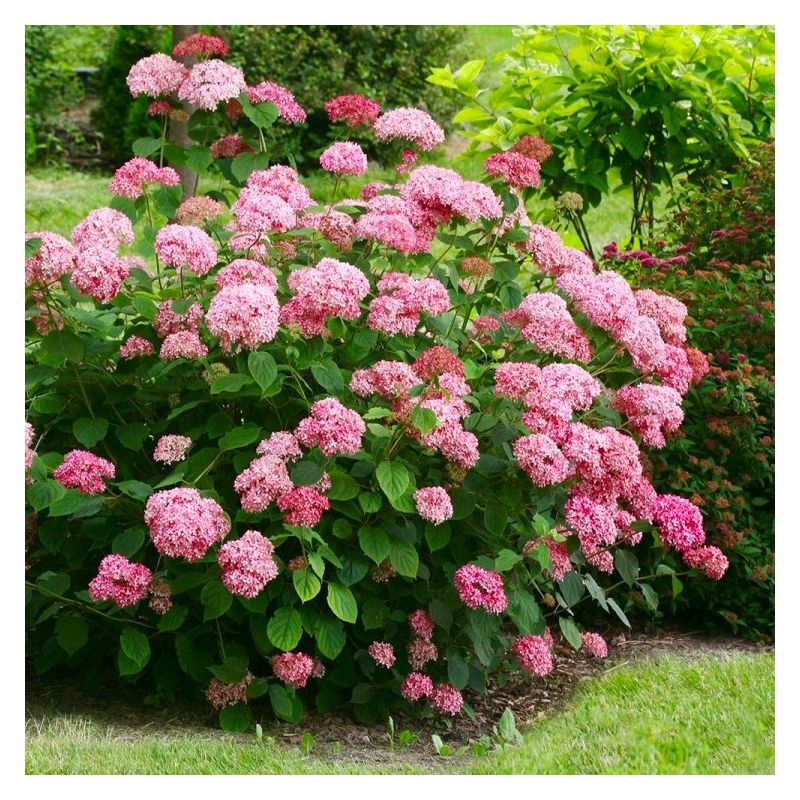 Hydrangea arborescens 'Sweet Annabelle'®