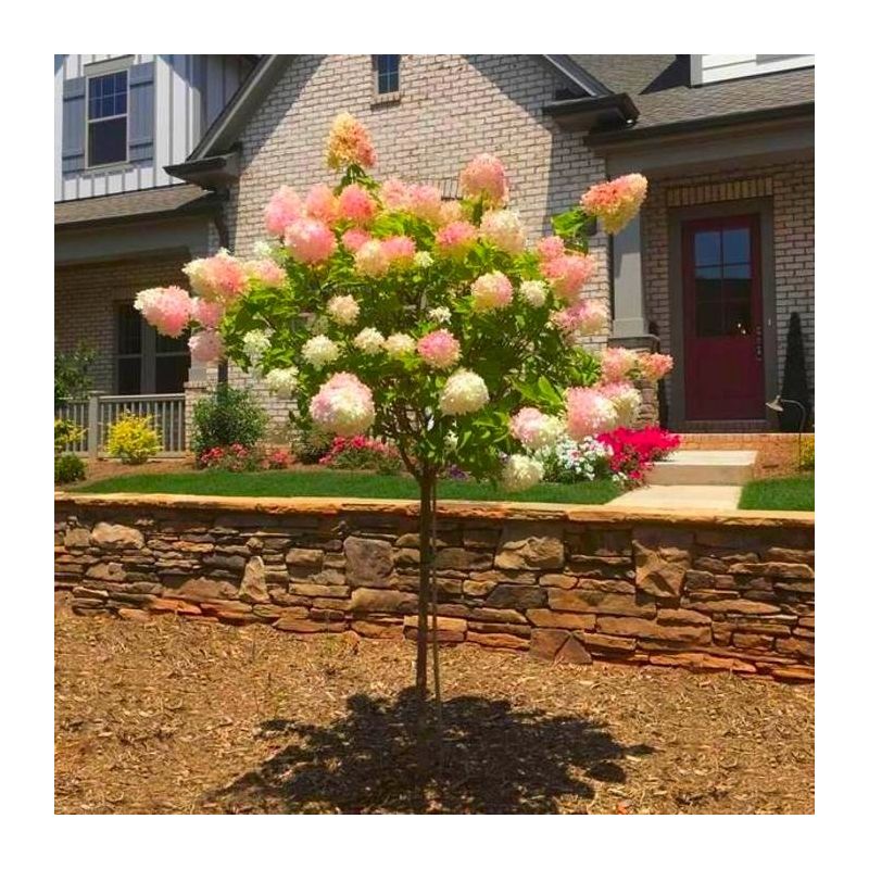 Hydrangea Vanilla Fraise - Lollipop Standard Tree - 100-120cm tall