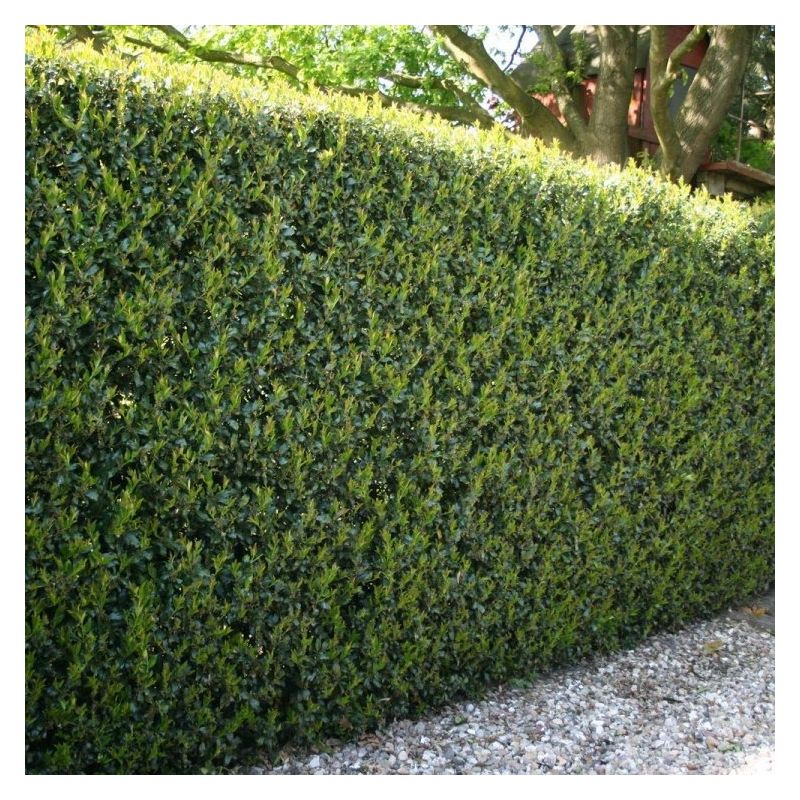 Ilex crenata stokes Green Hedge - Hardy Box-leaved Hedging - Pack of 12 ...