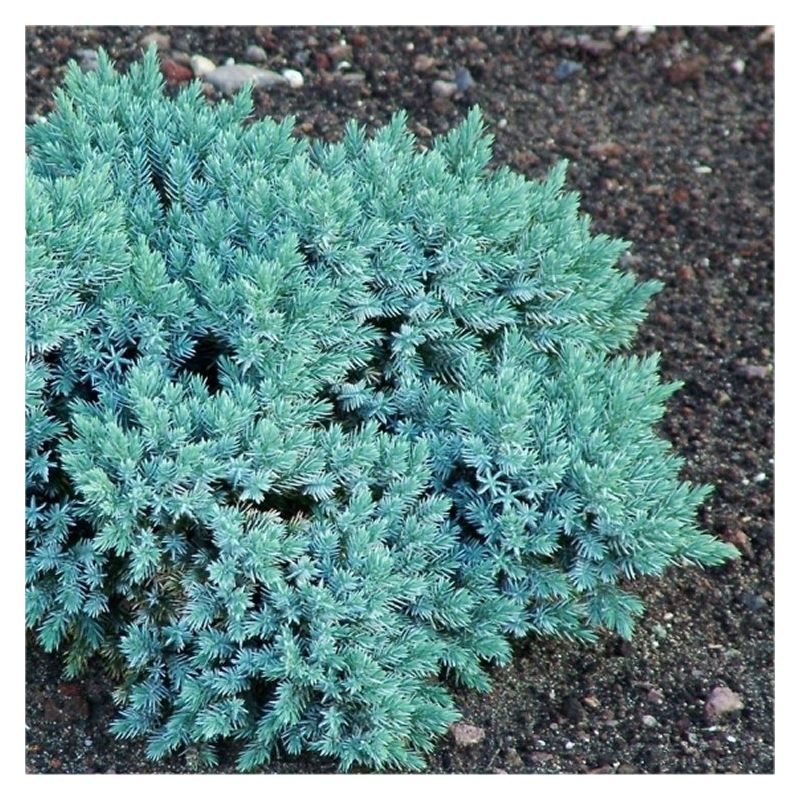 Juniperus squamata 'Blue Star' - Dwarf Slow Growing Conifer