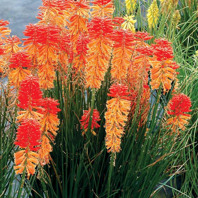 Kniphofia Poco Sunset - Red Hot Poker