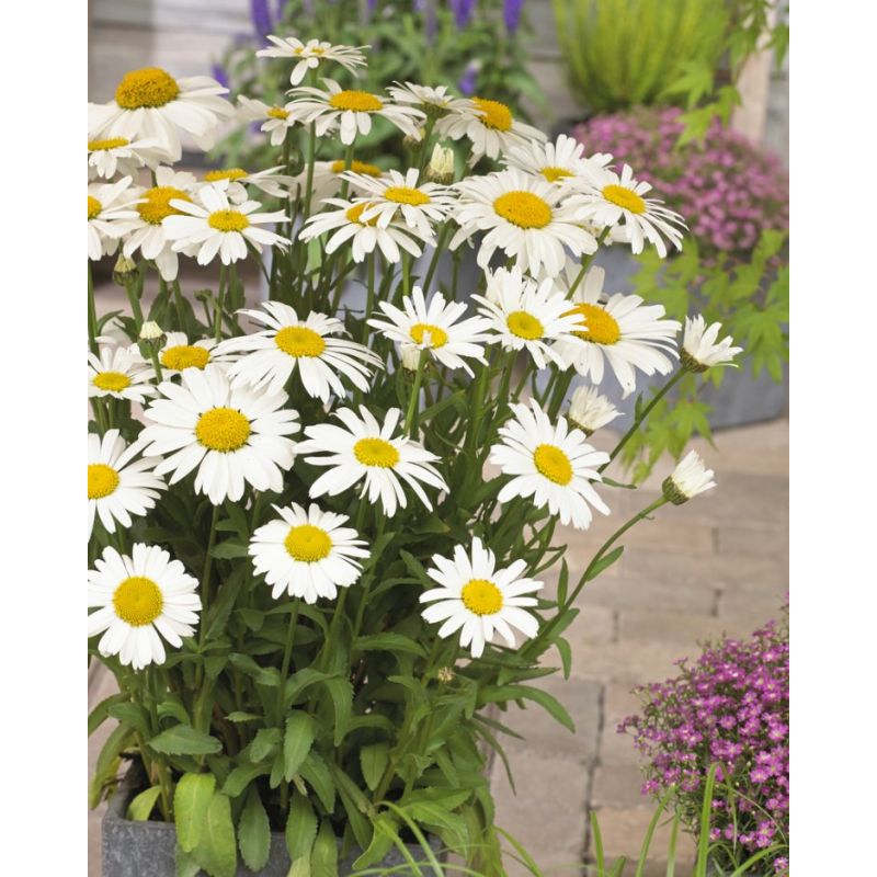 Snow Lady Shasta Daisy