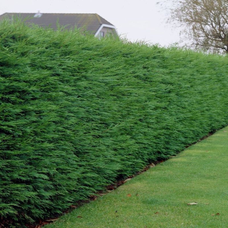 Leylandii - Green Leyland Cypress - Cuprocyparis leylandii - Pack of ...