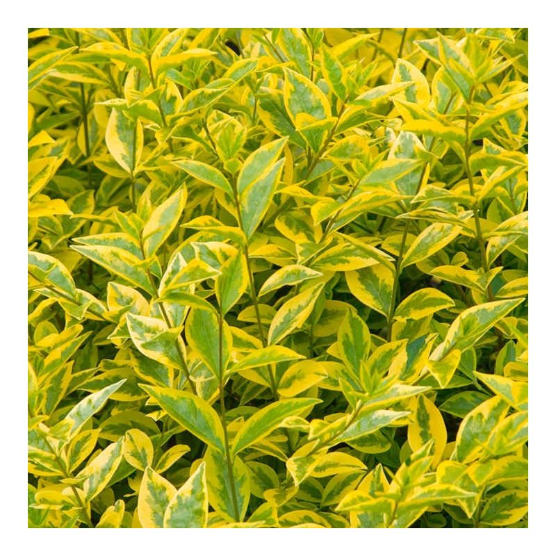 Gold Privet Hedging - Ligustrum ovalifolium Aureum - circa 100-120cm