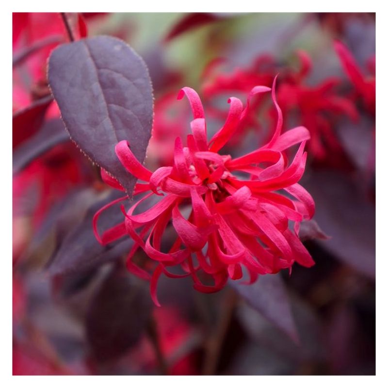 Loropetalum chinensis Ever Red (Chang Nian Hong) - Chinese Witch Hazel