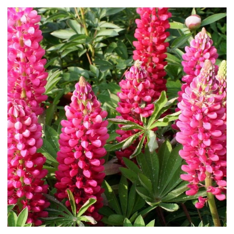 Lupin Gallery Rose - Pink Lupin