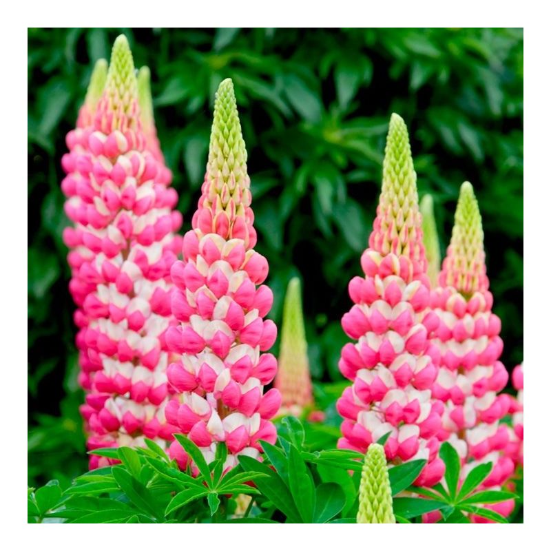 Lupinus West Country Lupin Rachel de Thame