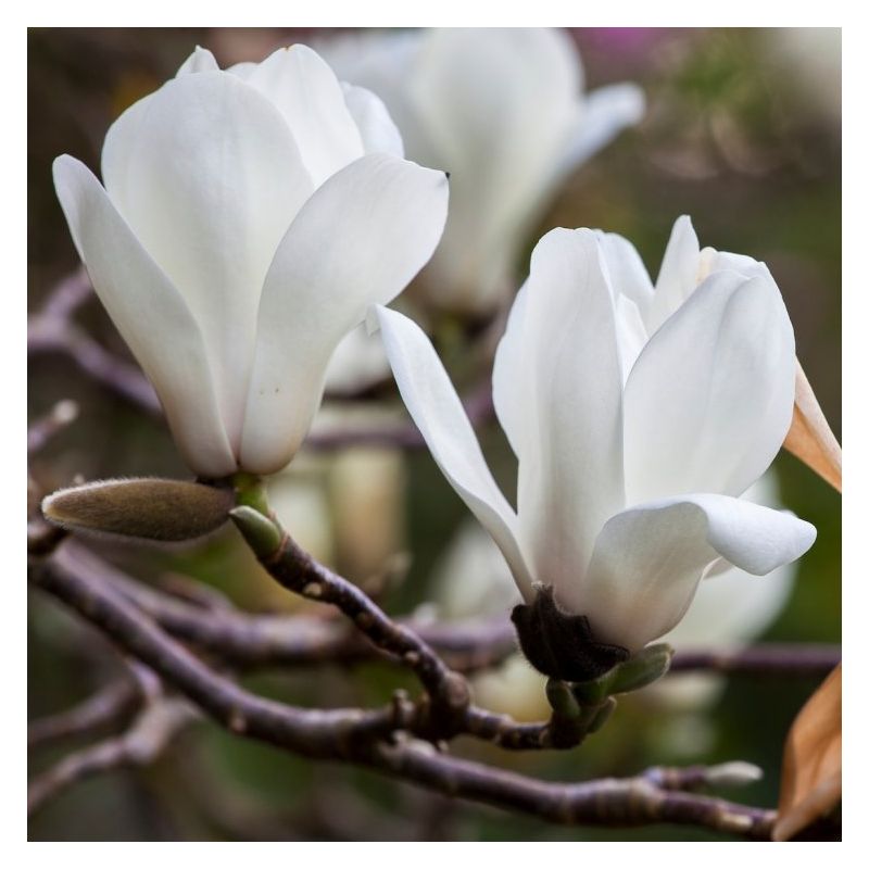 Magnolia denudata - Ancient Chinese Tulip Tree with Large White Flowers