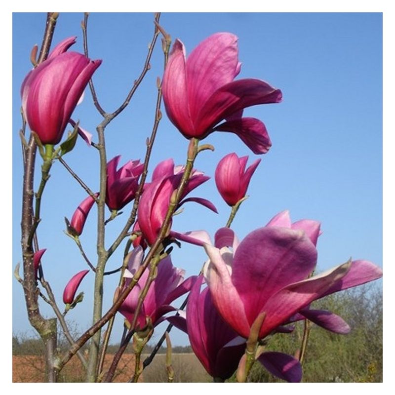 Magnolia soulangeana purpurea 150-170cm