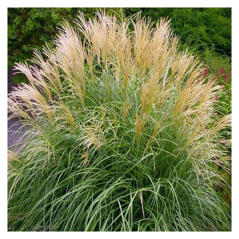 Miscanthus Dwarf Yukasisma