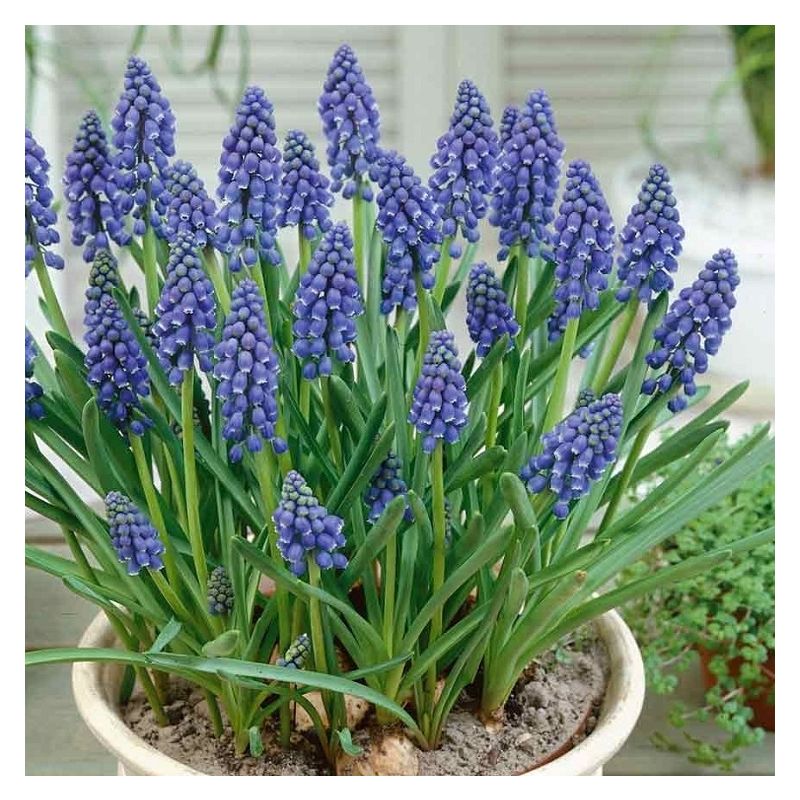 Blue muscari online