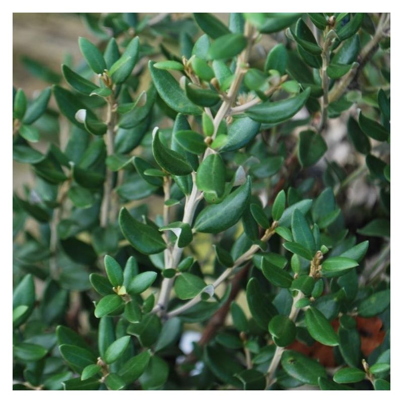 Olearia Haastii - Daisy Bush