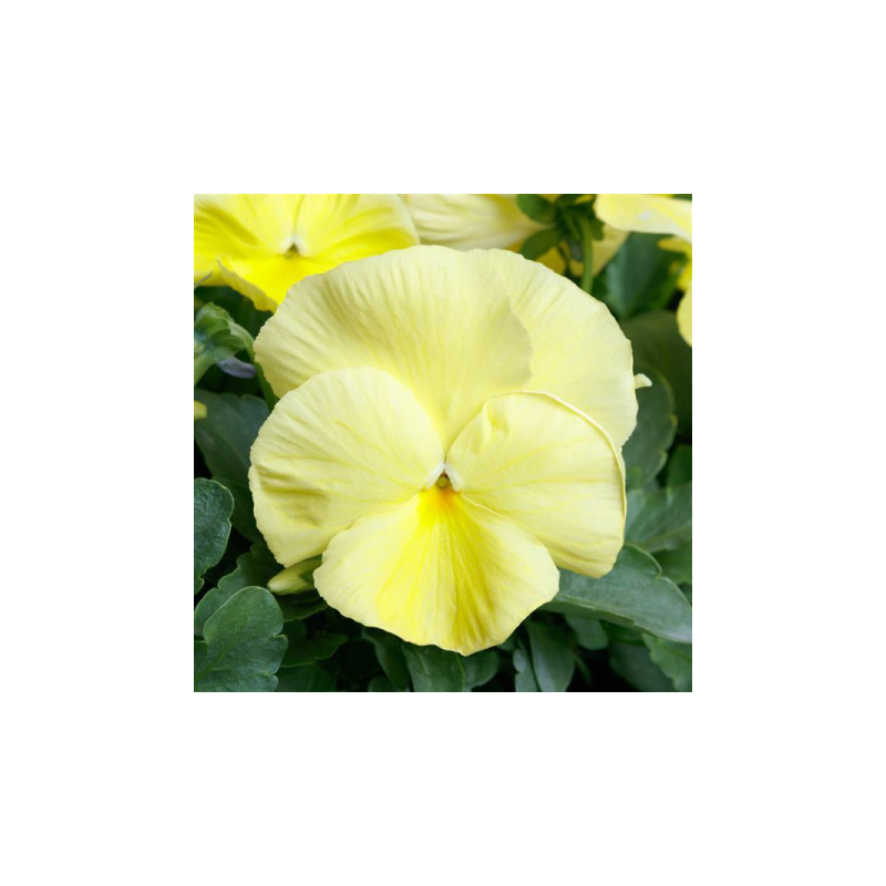 Pansy Trailing Primrose - Coolwave Lemon in Bud and Bloom