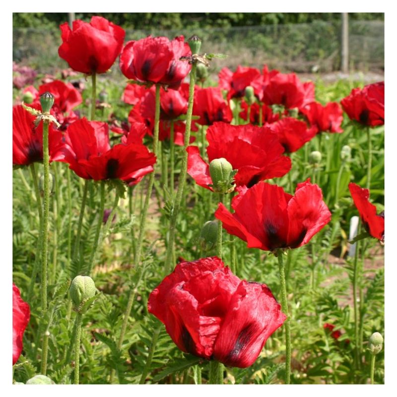 Papaver orientale Brilliant - Blood Red Oriental Poppy - Pack of THREE ...