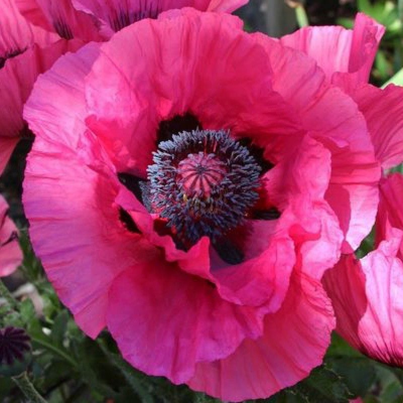 Papaver orientale Raspberry Queen - Pink Oriental Poppy