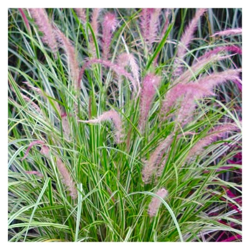 Pennisetum × advena 'Skyrocket' - Variegated Fountain Grass