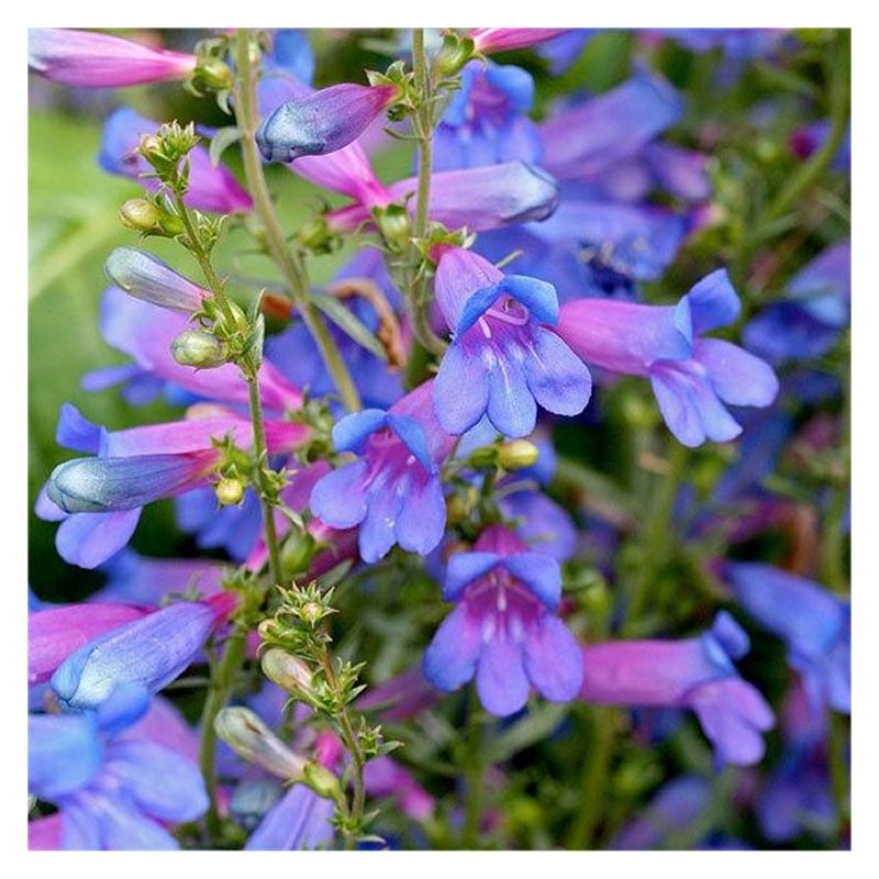 Penstemon heterophyllus Heavenly Blue Springs - Electric Blue Rock ...