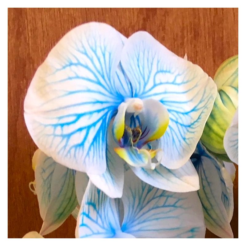 Luxury Double Stemmed Giant Flowered Delft Blue Phalaenopsis Moth Orchid