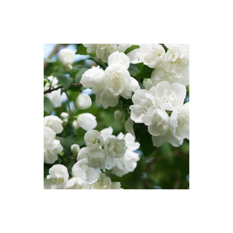 Philadelphus virginal - Mock Orange