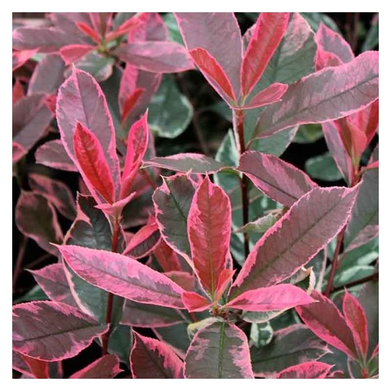 Photinia cassini Pink Marble - Hardy Evergreen Variegated Red Robin Shrub