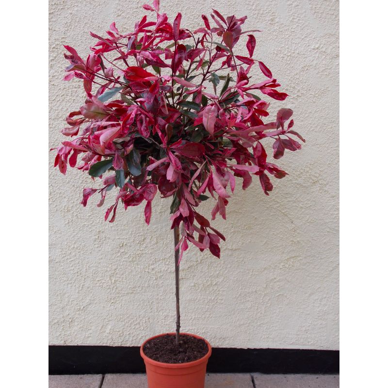 Photinia Pink Marble Standard Topiary Tree - Circa 140-160cm