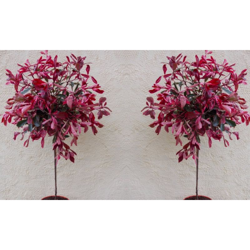 PAIR of Hardy Evergreen Photinia PINK MARBLE Standard Topiary Trees ...