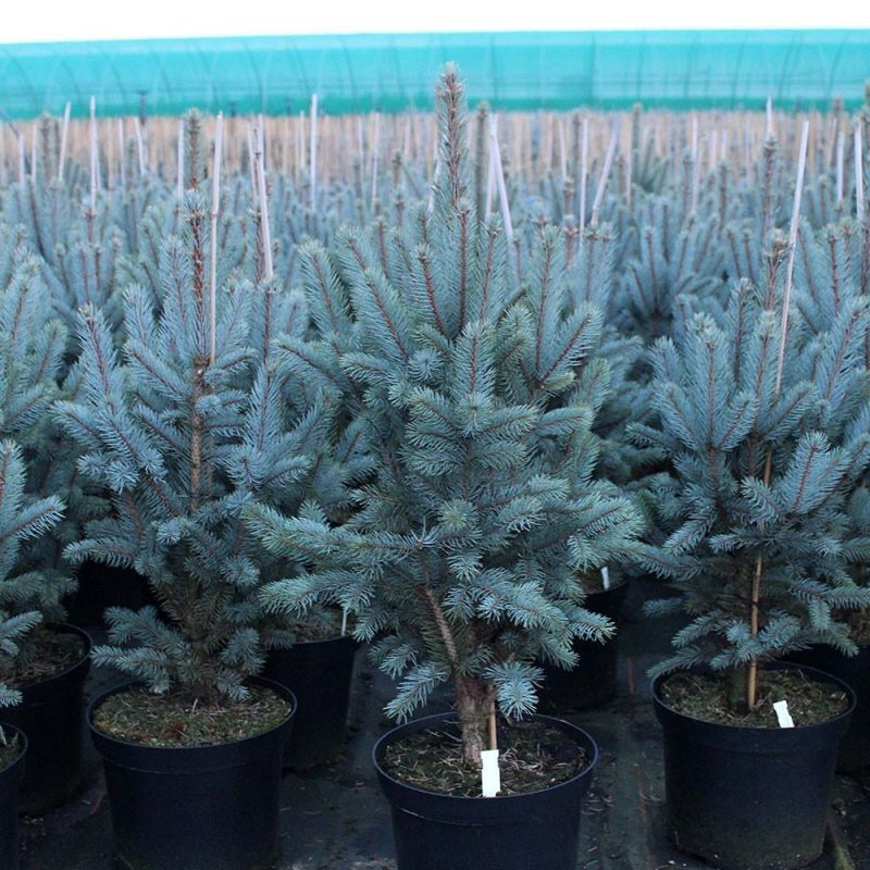 Picea pungens 'Iseli Fastigiate' - Colorado Blue Spruce