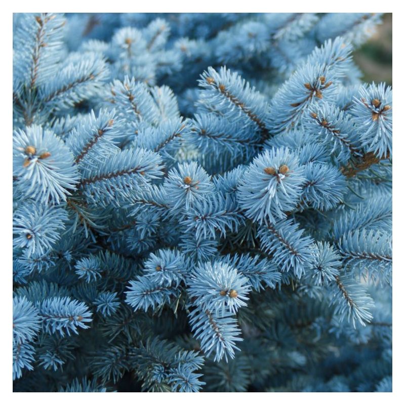 Picea glauca Super Blue - Bushy Blue Spruce Tree circa 80-100cm tall