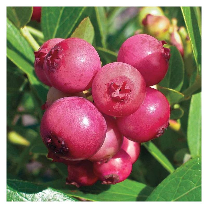 Blueberry Pink Lemonade - LARGE Plant - for the Patio or Garden - Pink  Berry Plants