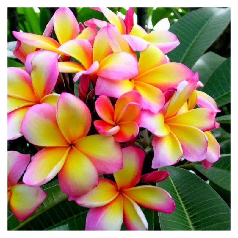 Plumeria Tropical Hawaii - Franchipani Temple Tree