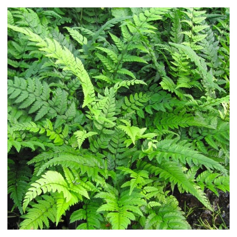 Polystichum Tsus-simense - Korean Rock Fern