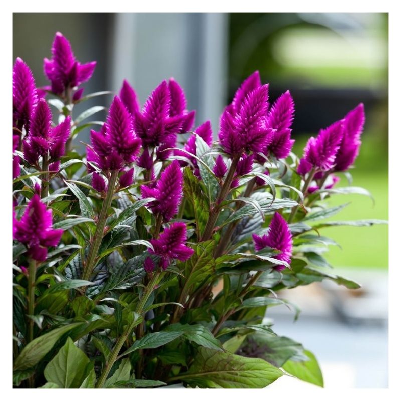 Purple Caracas Celosia