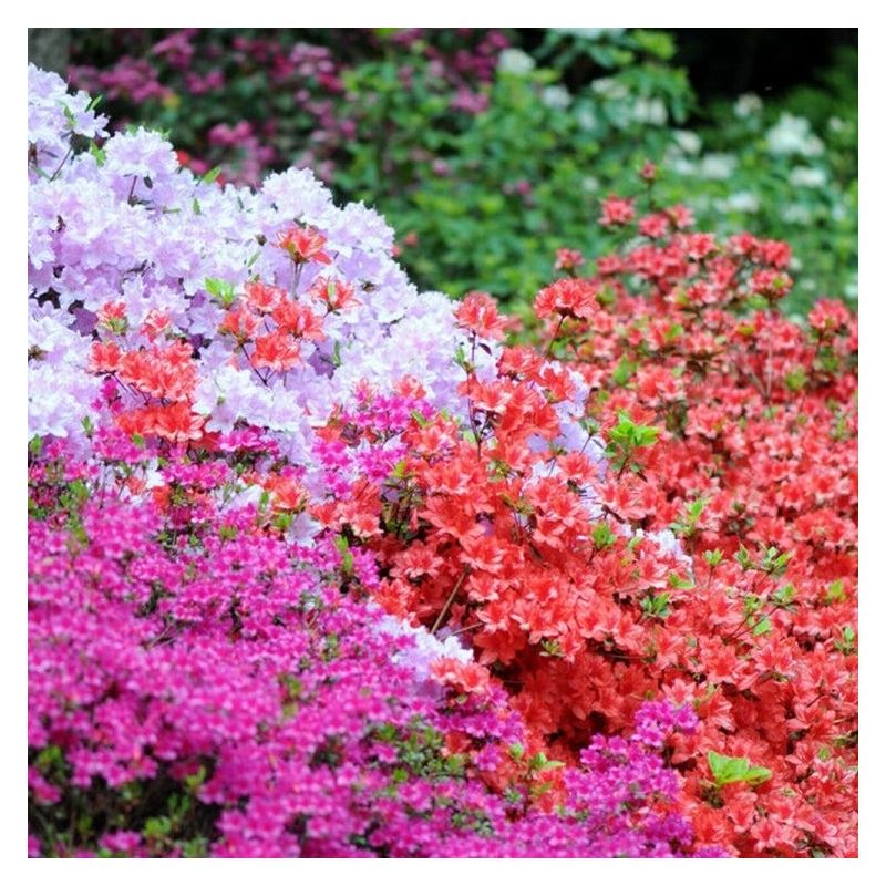 SPECIAL DEAL - Rainbow Azalea japonica Collection - Evergreen Japanese ...