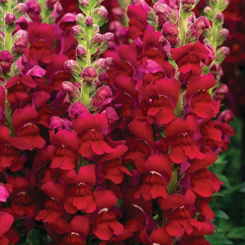 Snapdragon - Antirrhinum Liberty Red