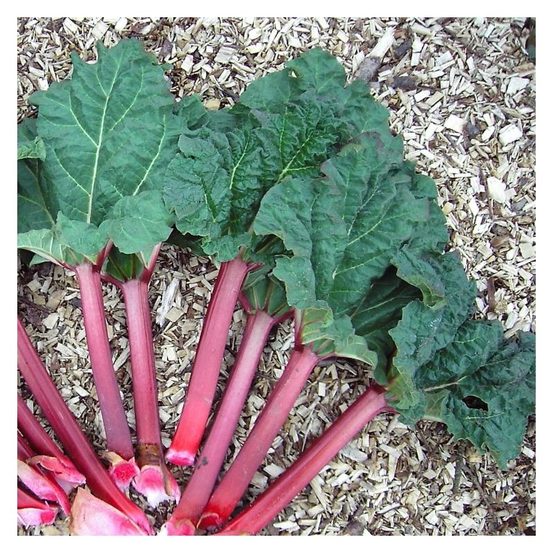 Rhubarb Roots - Morgan County Seeds