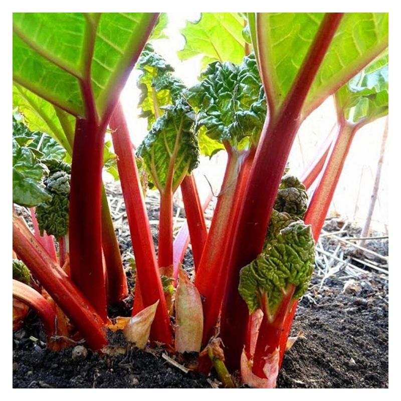 Rhubarb Victoria (Rheum rhabarbarum) Minimal Stock - Seeds and Soil Farm