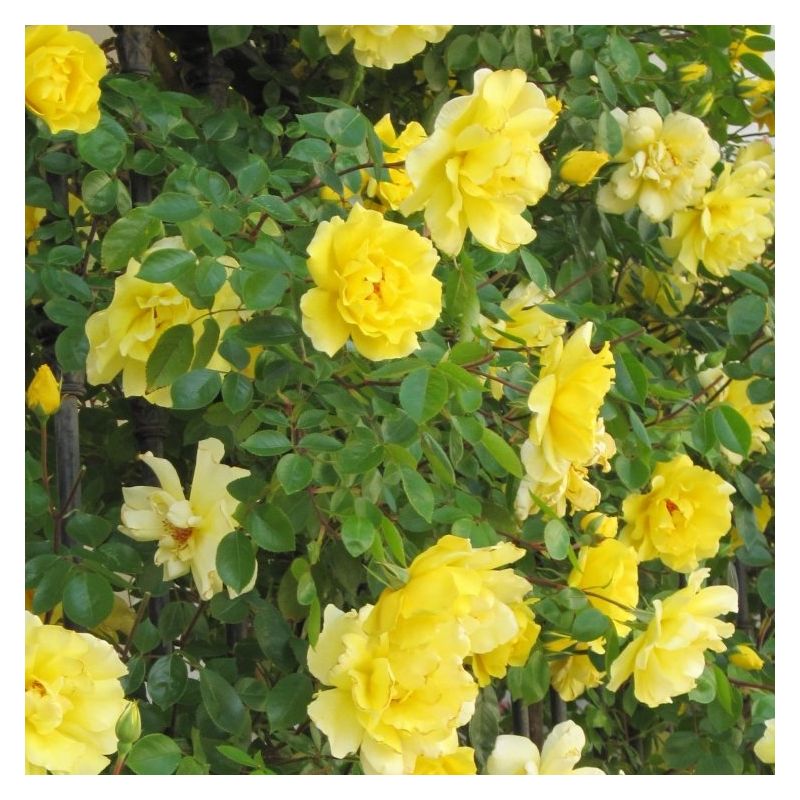 Large 6-7ft Specimen Climbing Rose - Rose Goldilocks - Courtyard Climber