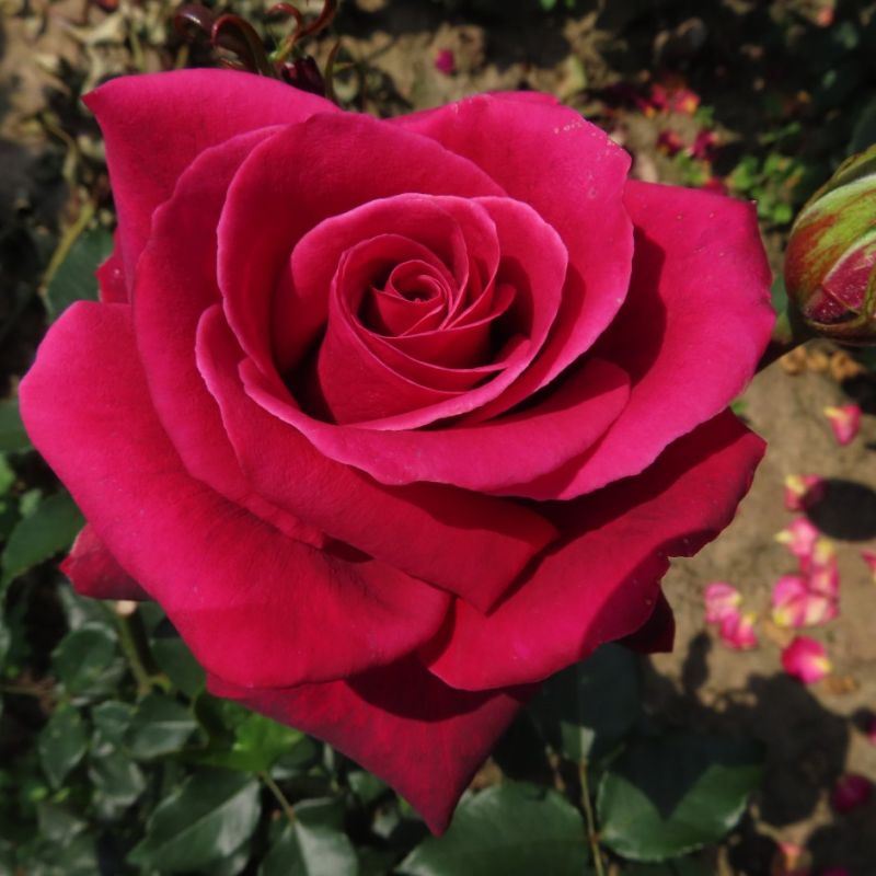 Rose Smooth Velvet - Hybrid Tea Rose