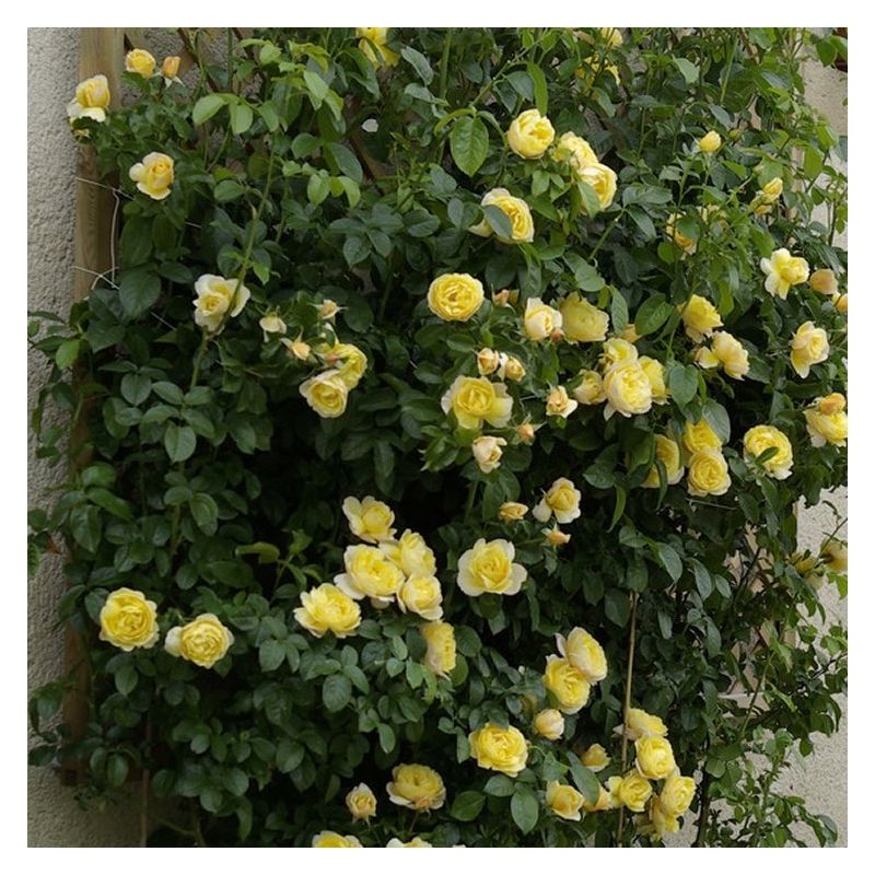 Rose Soleil Vertical - Climbing Rose