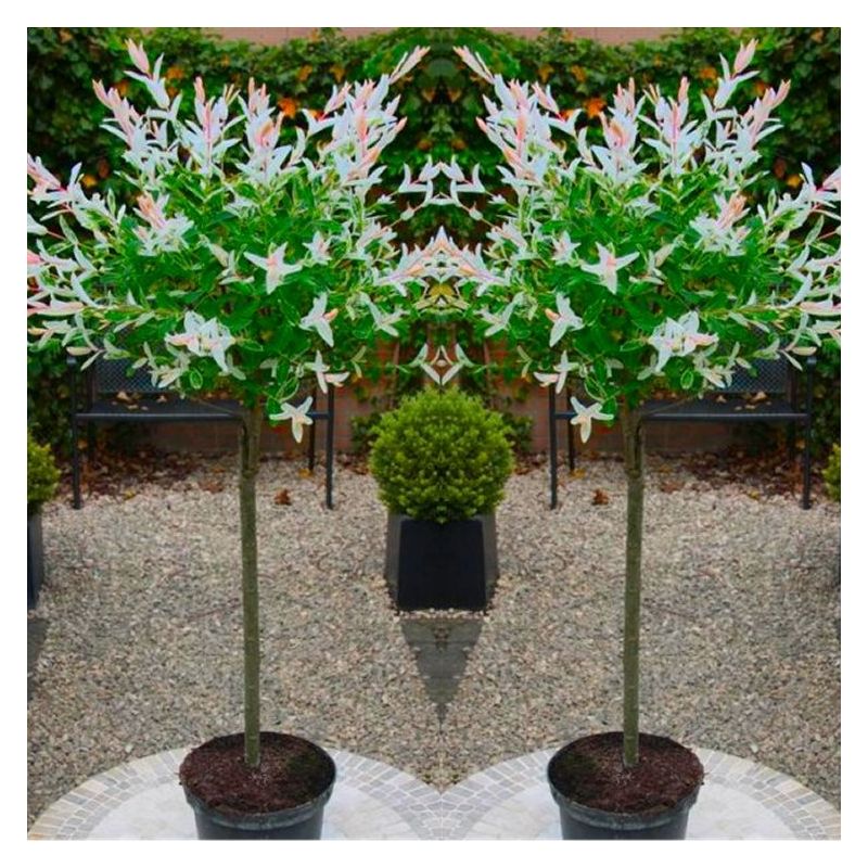 Pair of Standard Topiary Trees 'Salix Flamingo' with Large Flared ...