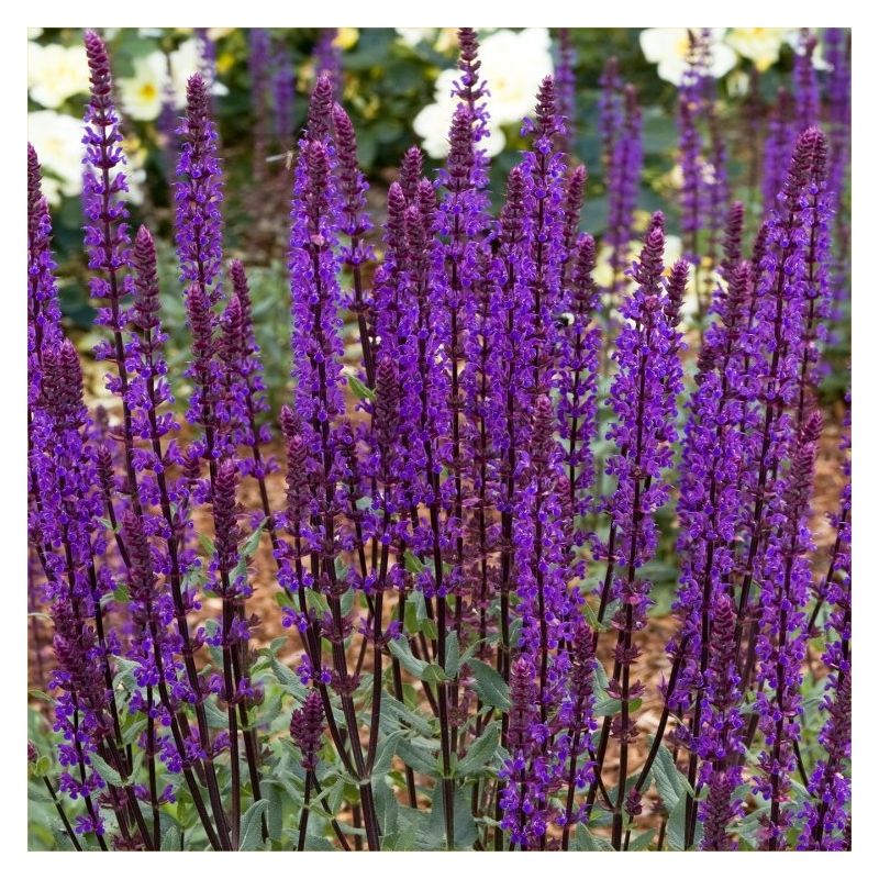 Outdoor Garden Border Flower Bed Salvia Nemorosa Deep Blue Garden Plant  Hardy Perennial Flowering Garden Plants Easy to Grow Your Own 12x Plug  Plants by Thompson and Morgan : : Garden